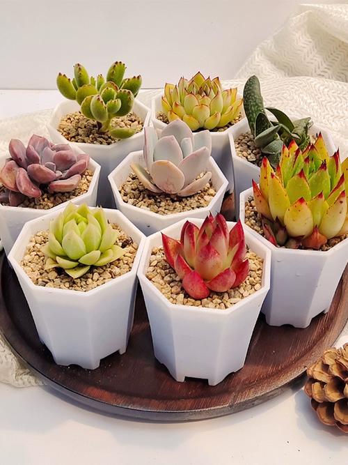 春之奇迹怎么养爆盆，春之焕奇迹水？-第3张图片-优品飞百科