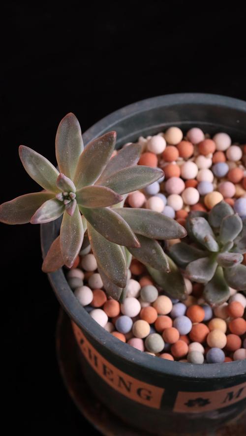 春之奇迹怎么养爆盆，春之焕奇迹水？-第4张图片-优品飞百科