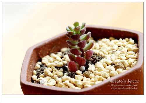 春之奇迹怎么养爆盆，春之焕奇迹水？-第5张图片-优品飞百科