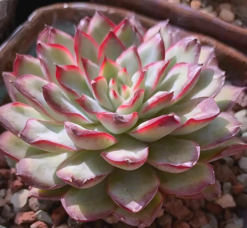 春之奇迹怎么养爆盆，春之焕奇迹水？-第6张图片-优品飞百科