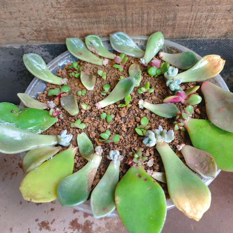 春之奇迹怎么养爆盆，春之焕奇迹水？-第7张图片-优品飞百科