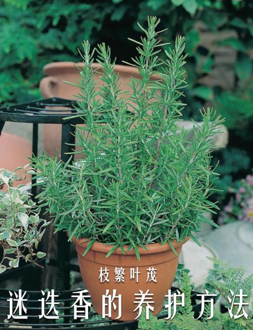 阳台如何养迷迭香，需要注意什么，迷迭香养在家里影响风水吗