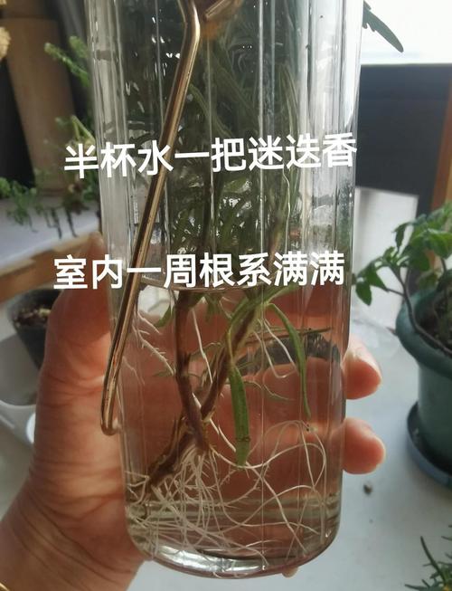 阳台如何养迷迭香，需要注意什么，迷迭香养在家里影响风水吗-第2张图片-优品飞百科