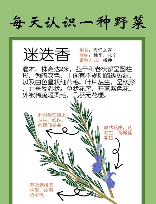 阳台如何养迷迭香，需要注意什么，迷迭香养在家里影响风水吗-第3张图片-优品飞百科