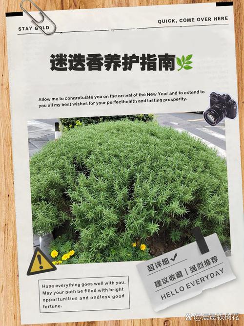 阳台如何养迷迭香，需要注意什么，迷迭香养在家里影响风水吗-第4张图片-优品飞百科