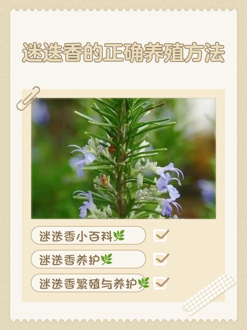 阳台如何养迷迭香，需要注意什么，迷迭香养在家里影响风水吗-第5张图片-优品飞百科
