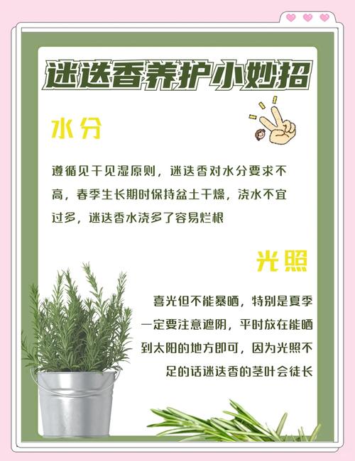 阳台如何养迷迭香，需要注意什么，迷迭香养在家里影响风水吗-第6张图片-优品飞百科