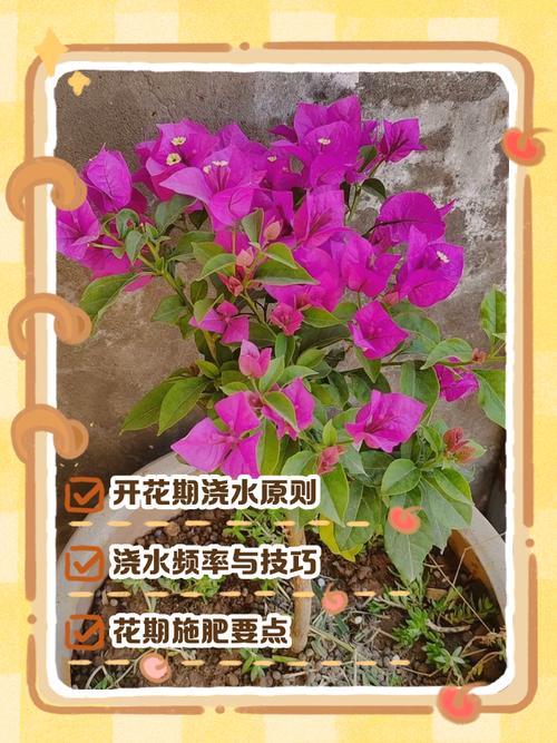 三角梅浇水的正确方法？三角梅正确的浇水施肥方法？