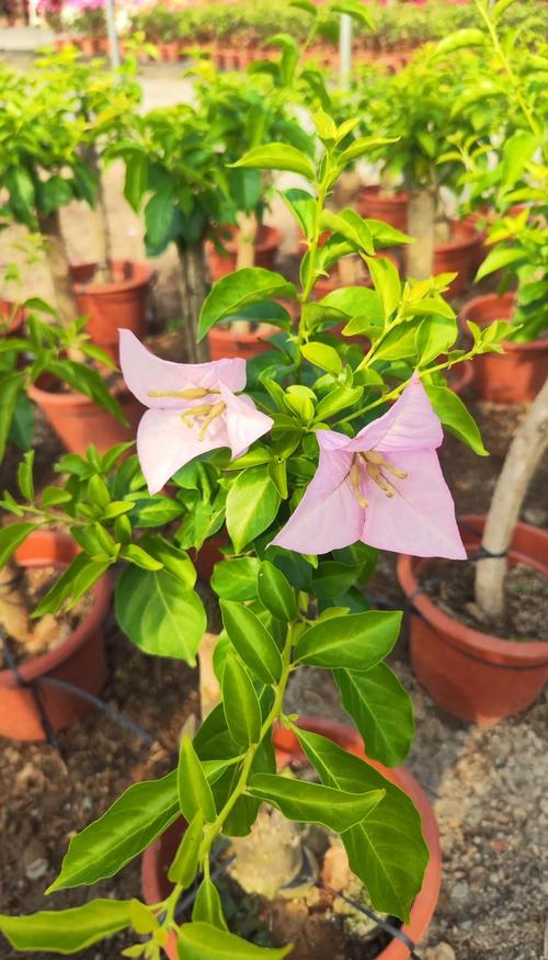 三角梅浇水的正确方法？三角梅正确的浇水施肥方法？-第2张图片-优品飞百科