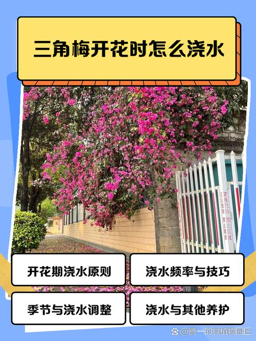 三角梅浇水的正确方法？三角梅正确的浇水施肥方法？-第3张图片-优品飞百科