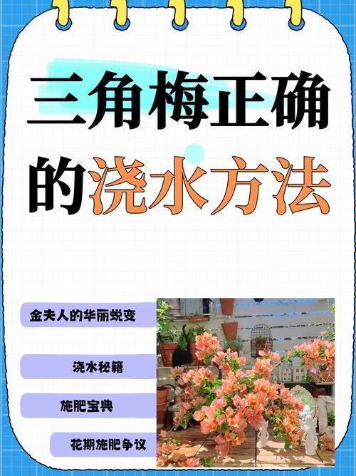 三角梅浇水的正确方法？三角梅正确的浇水施肥方法？-第5张图片-优品飞百科
