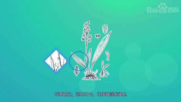 匙唇兰怎么施肥，海南匙唇兰