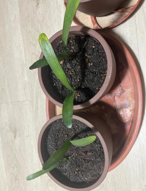 匙唇兰怎么施肥，海南匙唇兰-第2张图片-优品飞百科