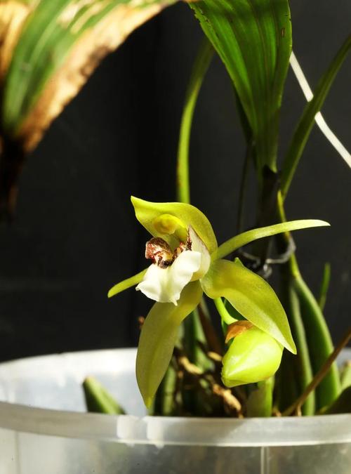 匙唇兰怎么施肥，海南匙唇兰-第4张图片-优品飞百科