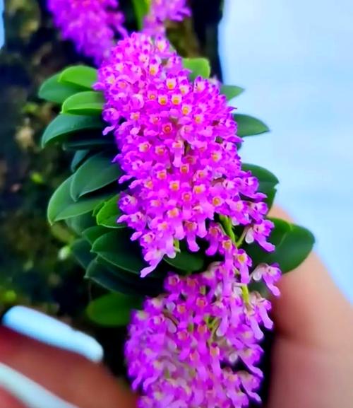 匙唇兰怎么施肥，海南匙唇兰-第5张图片-优品飞百科