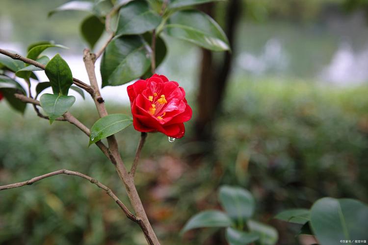 山茶花在哪里生长？山茶花在哪个地方生长？-第2张图片-优品飞百科