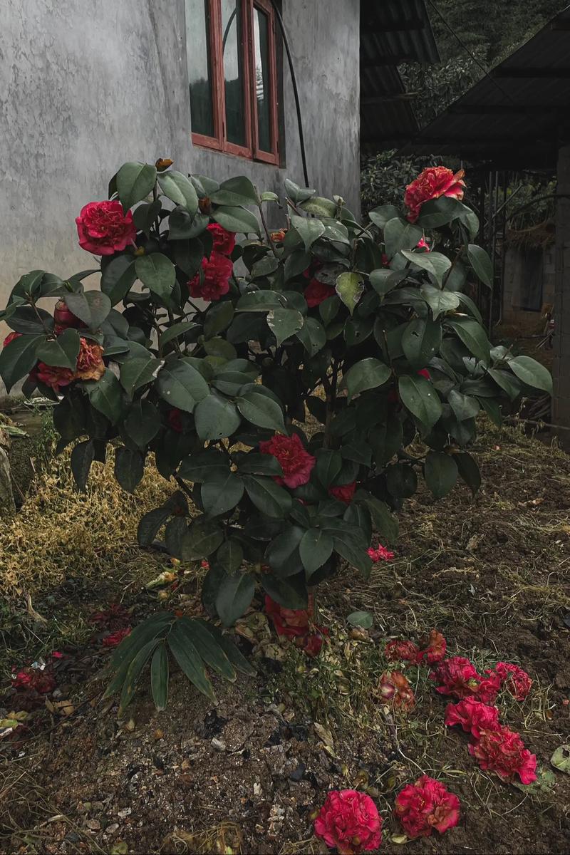 山茶花在哪里生长？山茶花在哪个地方生长？-第3张图片-优品飞百科