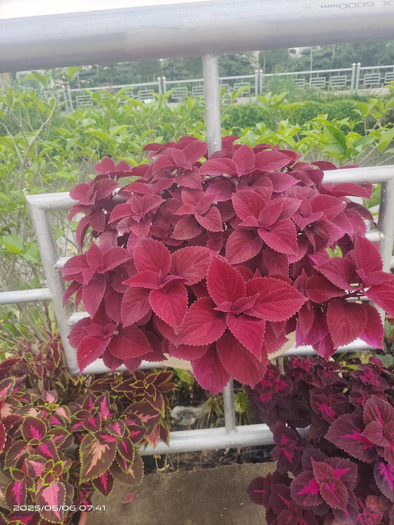 彩叶草的叶子蔫了怎么处理，彩叶草蔫了怎么回事？