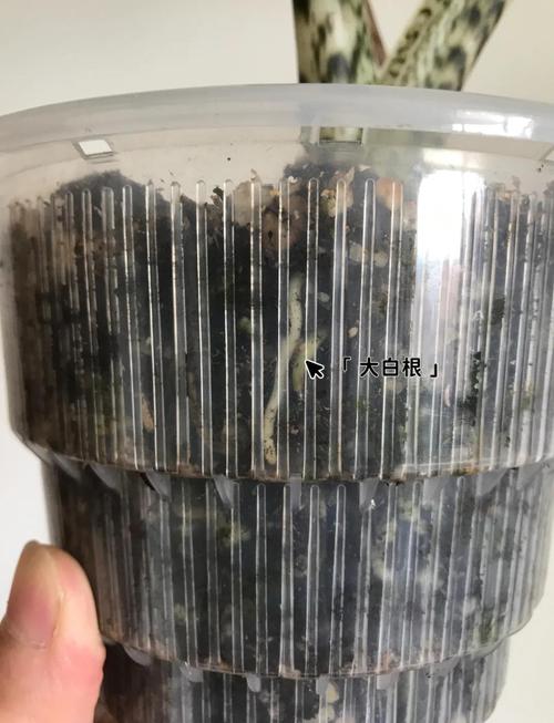 彩叶草的叶子蔫了怎么处理，彩叶草蔫了怎么回事？-第2张图片-优品飞百科