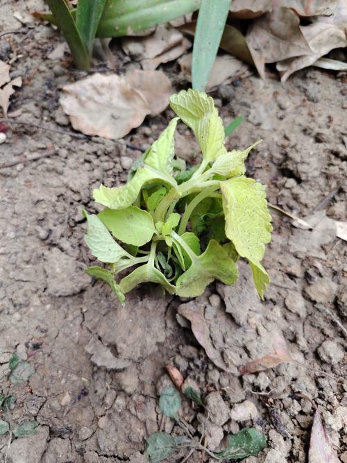 彩叶草的叶子蔫了怎么处理，彩叶草蔫了怎么回事？-第3张图片-优品飞百科