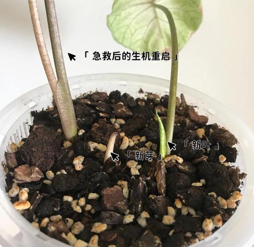 彩叶草的叶子蔫了怎么处理，彩叶草蔫了怎么回事？-第4张图片-优品飞百科