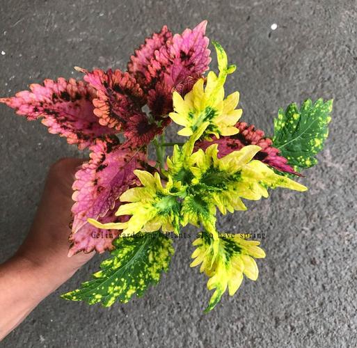 彩叶草的叶子蔫了怎么处理，彩叶草蔫了怎么回事？-第5张图片-优品飞百科