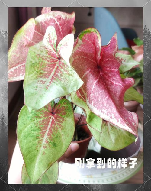 彩叶草的叶子蔫了怎么处理，彩叶草蔫了怎么回事？-第6张图片-优品飞百科