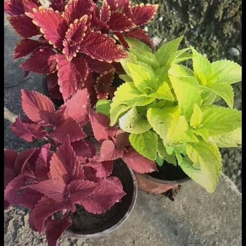 彩叶草的叶子蔫了怎么处理，彩叶草蔫了怎么回事？-第7张图片-优品飞百科