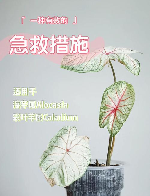 彩叶草的叶子蔫了怎么处理，彩叶草蔫了怎么回事？-第8张图片-优品飞百科