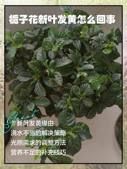 栀子花不发新叶怎么办，栀子花不发新叶怎么办呢？