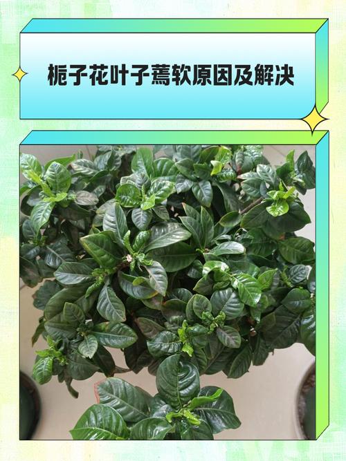 栀子花不发新叶怎么办，栀子花不发新叶怎么办呢？-第2张图片-优品飞百科