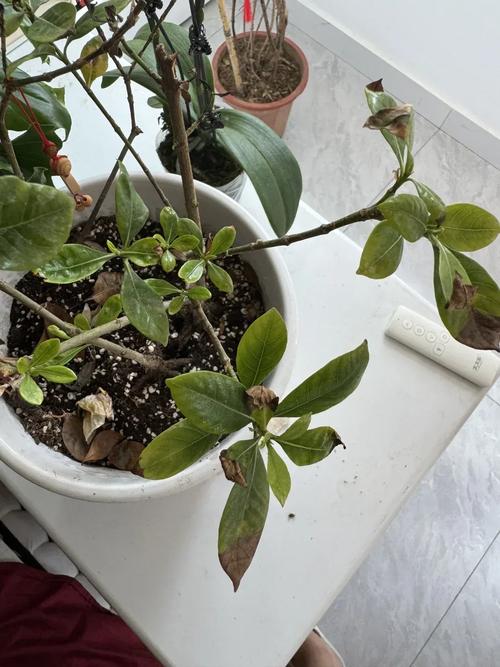 栀子花不发新叶怎么办，栀子花不发新叶怎么办呢？-第3张图片-优品飞百科