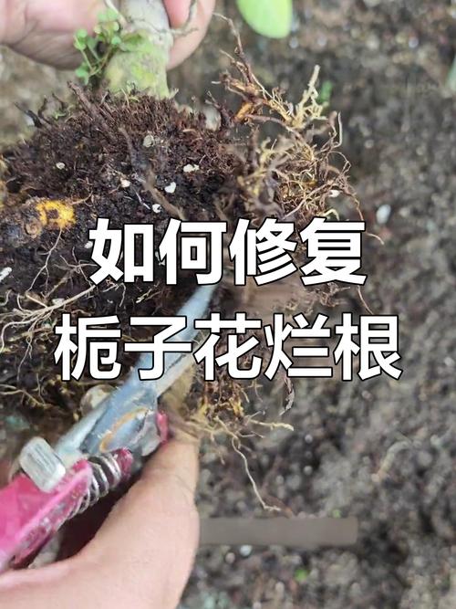 栀子花不发新叶怎么办，栀子花不发新叶怎么办呢？-第4张图片-优品飞百科