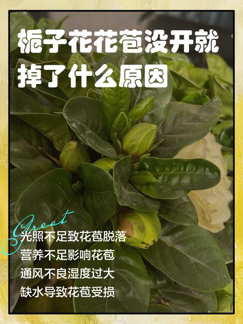 栀子花不发新叶怎么办，栀子花不发新叶怎么办呢？-第5张图片-优品飞百科