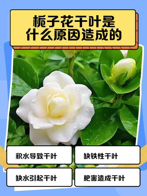 栀子花不发新叶怎么办，栀子花不发新叶怎么办呢？-第6张图片-优品飞百科