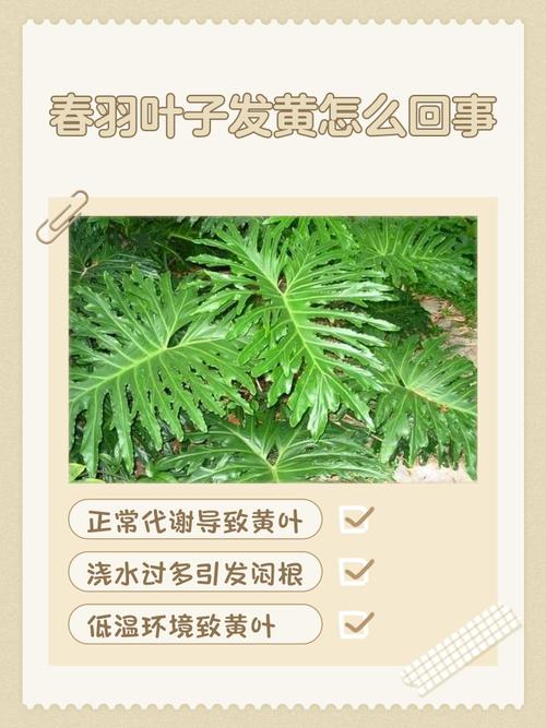 春羽叶子发黄的原因，黄叶怎么办，春羽叶子黄了还能绿回来了吗