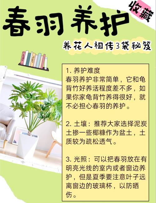 春羽叶子发黄的原因，黄叶怎么办，春羽叶子黄了还能绿回来了吗-第3张图片-优品飞百科