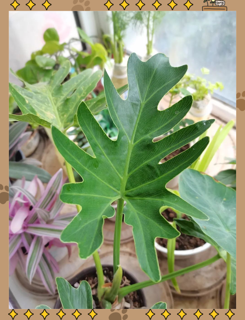 春羽叶子发黄的原因，黄叶怎么办，春羽叶子黄了还能绿回来了吗-第4张图片-优品飞百科