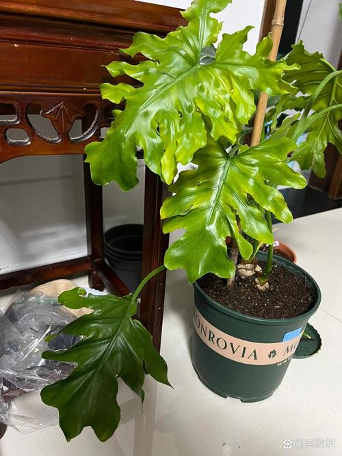 春羽叶子发黄的原因，黄叶怎么办，春羽叶子黄了还能绿回来了吗-第5张图片-优品飞百科