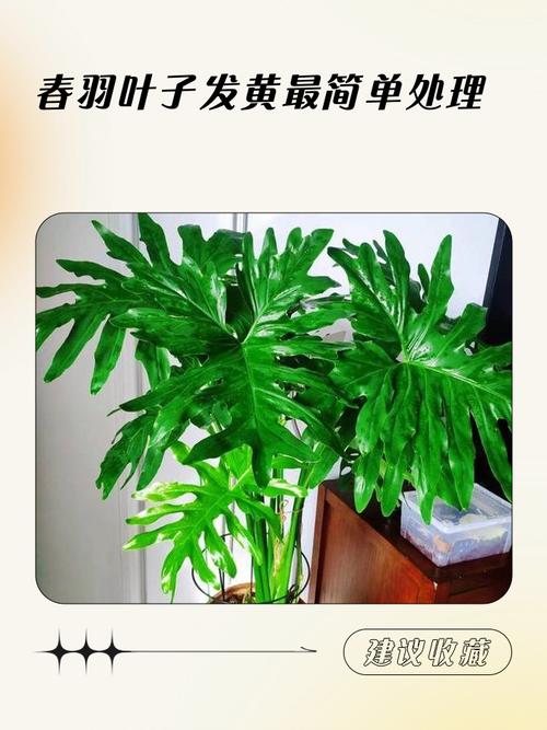 春羽叶子发黄的原因，黄叶怎么办，春羽叶子黄了还能绿回来了吗-第6张图片-优品飞百科