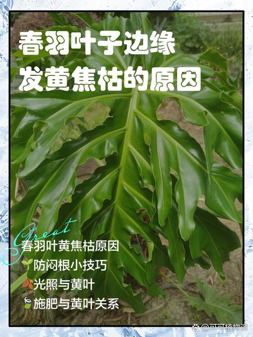 春羽叶子发黄的原因，黄叶怎么办，春羽叶子黄了还能绿回来了吗-第7张图片-优品飞百科