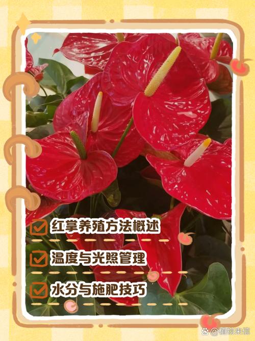 红掌的养殖方法，红掌的养殖方法和注意事项鸿运当头要晒太阳吗？-第3张图片-优品飞百科