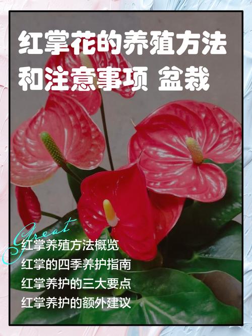 红掌的养殖方法，红掌的养殖方法和注意事项鸿运当头要晒太阳吗？-第6张图片-优品飞百科