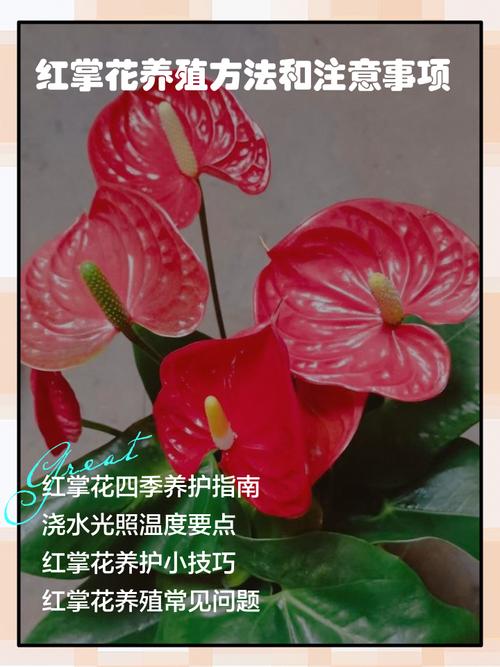 红掌的养殖方法，红掌的养殖方法和注意事项鸿运当头要晒太阳吗？-第7张图片-优品飞百科