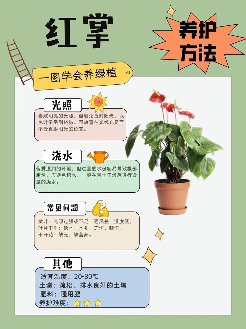 红掌的养殖方法，红掌的养殖方法和注意事项鸿运当头要晒太阳吗？-第8张图片-优品飞百科