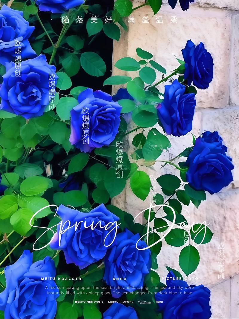 蓝色妖姬是玫瑰吗，蓝色妖姬是玫瑰吗图片？