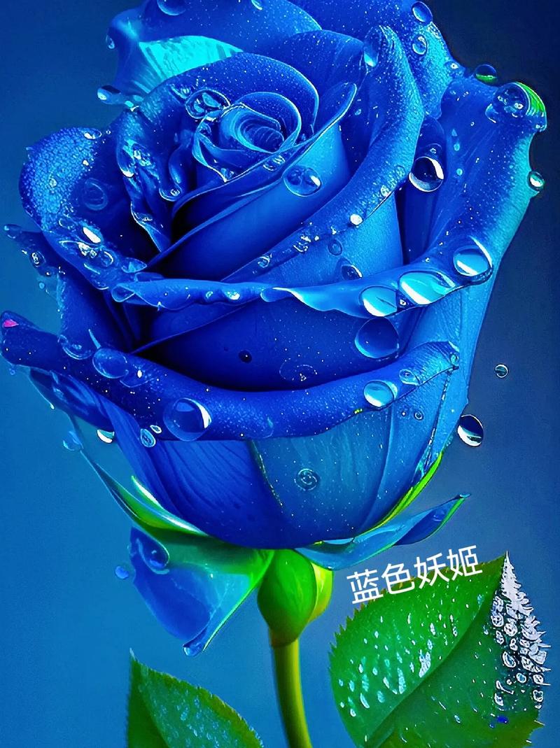 蓝色妖姬是玫瑰吗，蓝色妖姬是玫瑰吗图片？-第4张图片-优品飞百科