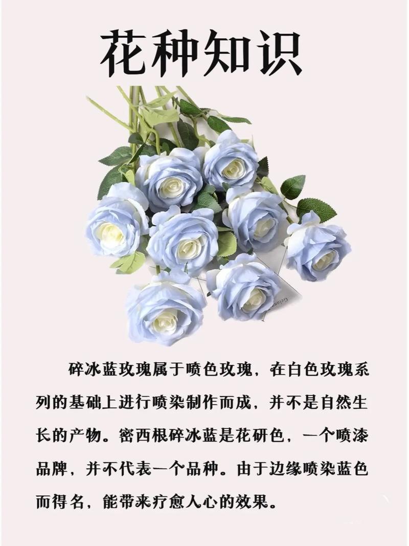 蓝色妖姬是玫瑰吗，蓝色妖姬是玫瑰吗图片？-第5张图片-优品飞百科