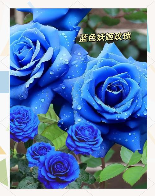 蓝色妖姬是玫瑰吗，蓝色妖姬是玫瑰吗图片？-第6张图片-优品飞百科