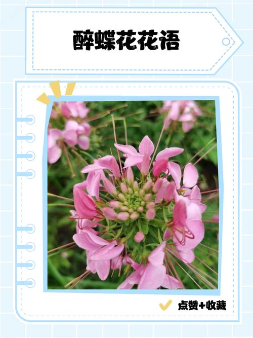 醉蝶花常见病害及防治方法，醉蝶花品种系列？